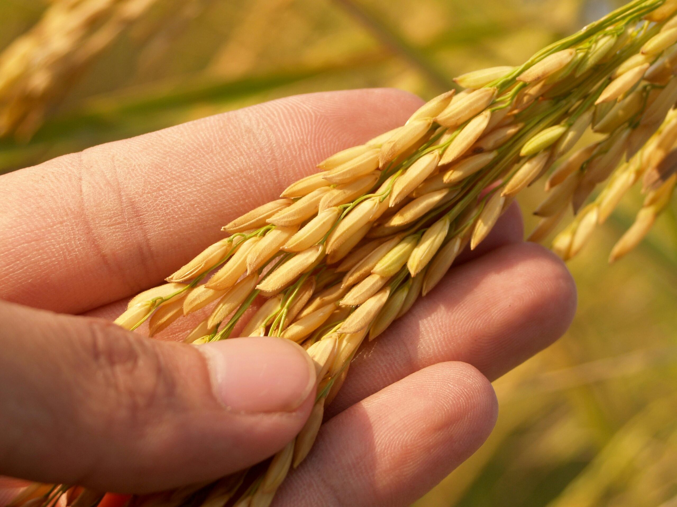 Offerings Detailed image of a hand gently cradling ripe rice grains, symbolizing harvest and agriculture.